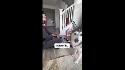Sapphie the pomsky reacts to dad sneezing