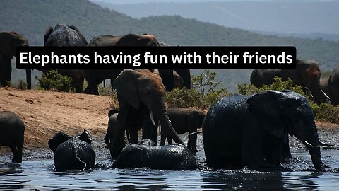 Social Elephant Fun: Enjoying Time with Friends| Stunning herd of Elephants Stunning in Beautiful forest