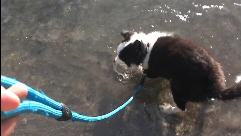 Cute puppy discovers water for the first time!