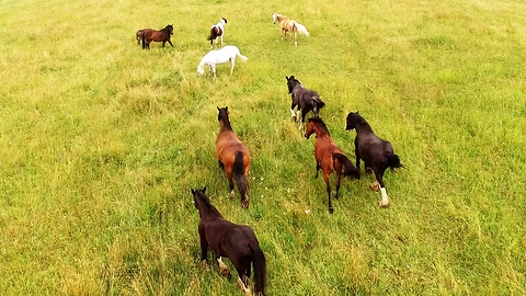 Drone films horses running majestically through meadow