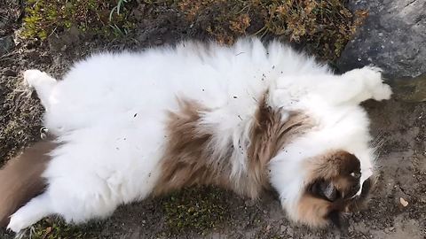 Stubborn vocal cat refuses to go inside