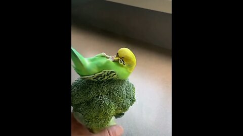 The lovebird and the intention of broccoli