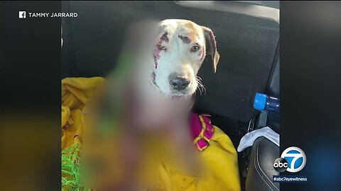 Dog rescued after it was spotted being dragged by truck in Apple Valley, neighbors say