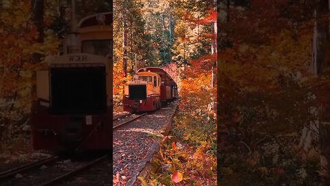 Autumn Colourful Leaves Train Journey #shorts #autumnleaves