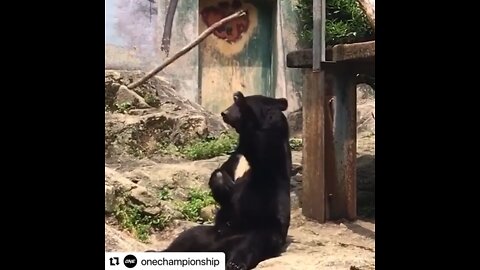 Kung Fu Sun Bear