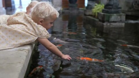 Happy twin girls feed fishes in the pond laying down on the stepping stones