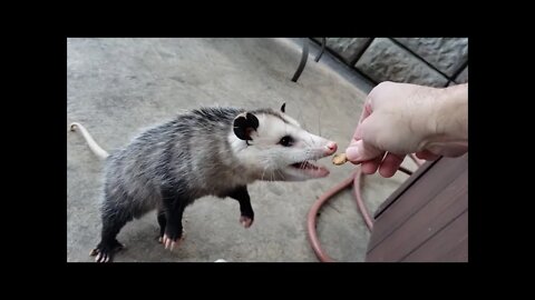 SHE IS ADORABLE! WILD OPOSSUM EATS OUT OF MY HAND!!