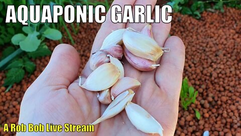 Planting Garlic In Aquaponics + Live Chat & Q&A