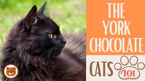🐱 Cats 101 🐱 YORK CHOCOLATE CAT - Top Cat Facts about the YORK CHOCOLATE