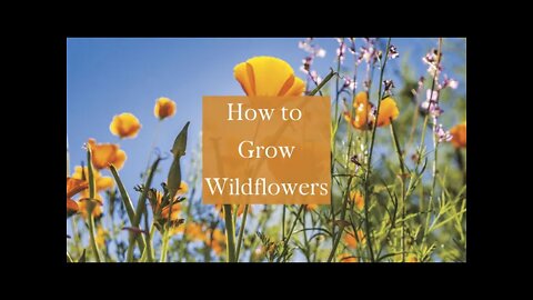 HOW TO GROW WILDFLOWERS