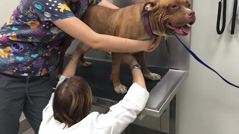 Neglected Pit Bull Is Ready For Her New Home After Being Saved