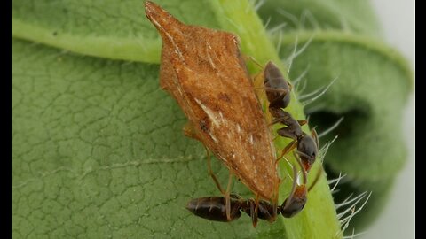 Tiny Ants Eat Honeydew From Keeled Treehopper (Entylia carinata)