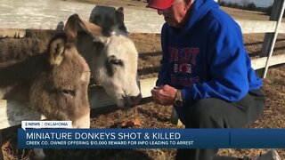 Miniature Donkeys Shot and Killed
