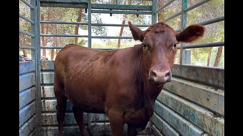 🚨ALERTA! PASCUA 2024 : EL SACRIFICIO DE LA VACA ROJA DESENCADENARIA LAS PROFECÍAS DEL APOCALIPSIS