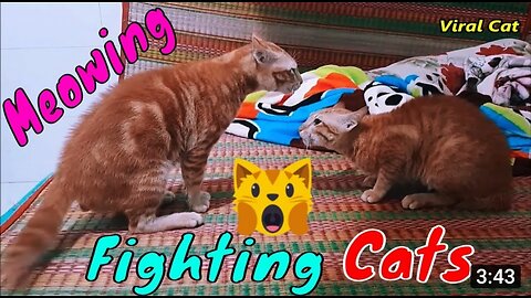 Bloody Brother Cats Meowing Fighting - You'll Regret Skipping Watching This Video | Viral Cat