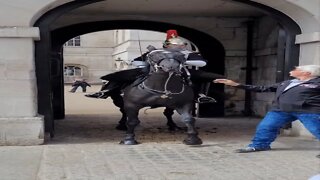 Tourist holds horse reins female guard shouts get back #horseguardsparade