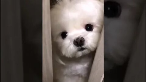 Cute dog #petvideos #pet #viral