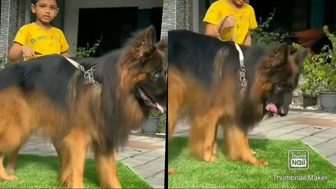 Tallest_German_shepherd.tall_gsd.tallest_🐕🐕(1080p)