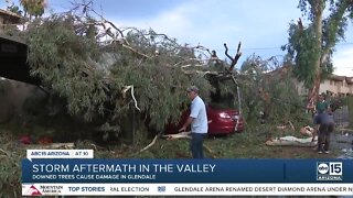 Downed trees cause damage in Glendale