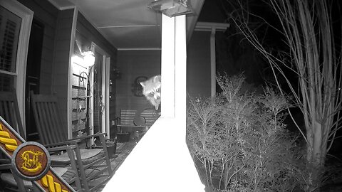 Darn Critter. Racoon Raided the bird feeders as soon as the sun went down.