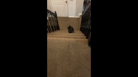 Puppy climbs his first stairs and makes it to the kitchen!