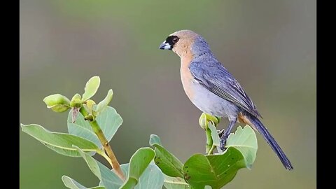 Canto do Bico - de - Veludo