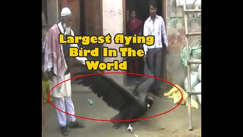 largest bird in the world | largest flying bird in the world