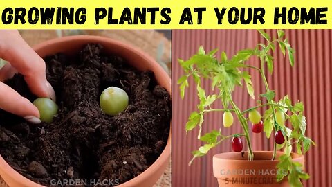 Garden Hacks Great Ideas For Growing Plants At Your Home