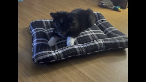 Adorable husky puppy breaks in her new bed!