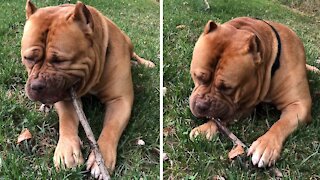 Massive Pit Bull uses tree branch as a toothpick