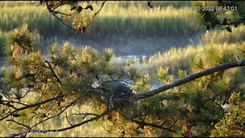 Great Blue Heron Rolls an Egg 🥚 6/20/22 06:43