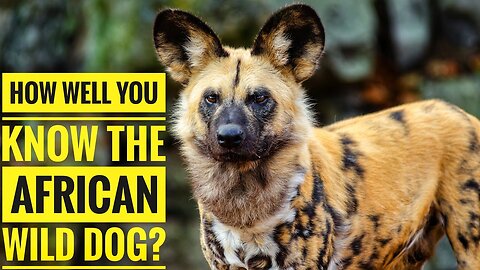 African Wild Dog || Description, Characteristics and Facts!