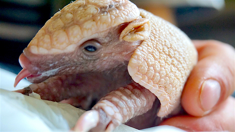 Baby Armadillo Spock Set To ‘Live Long And Prosper”: ZooBorns