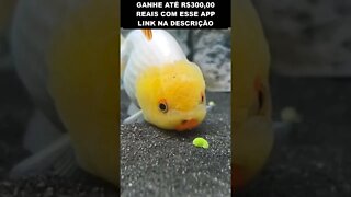 Veja como é difícil para um peixe comer