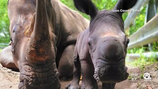 Baby white rhino born at Lion Country Safari