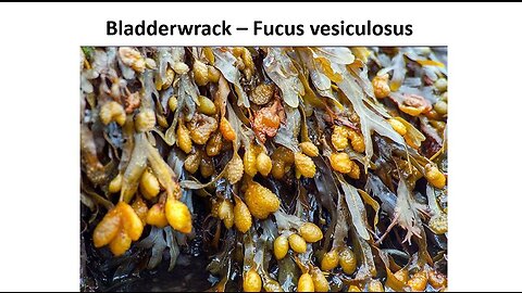 Bladderwrack Seaweed - Natural Iodine Supplement, Skin Health & More