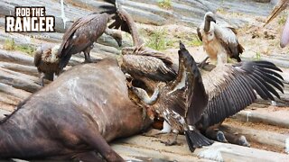 Scavenging Birds Eat A Buffalo | Maasai Mara Safari | Zebra Plains