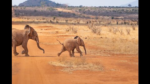 African Herd of Elephants in Kenyan Reserve
