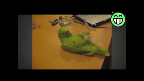 Funny Video A Funny Parrot Videos Compilation