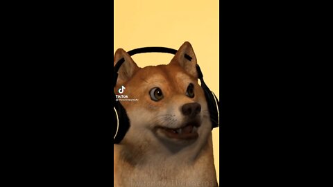 Dog singing mr sandman