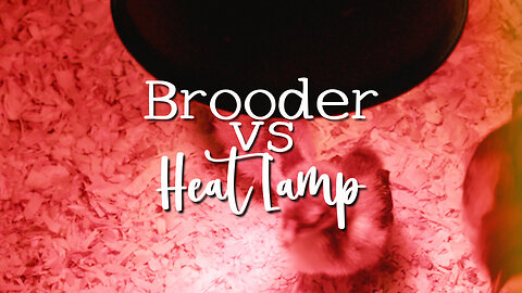 What are the benefits of using a brooder for keeping chicks warm versus using a heat lamp?