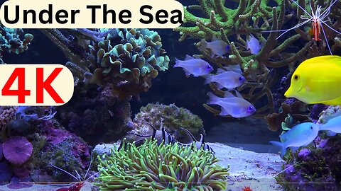 Under The Sea 4K Scenic Wildlife Film With Calming Msic