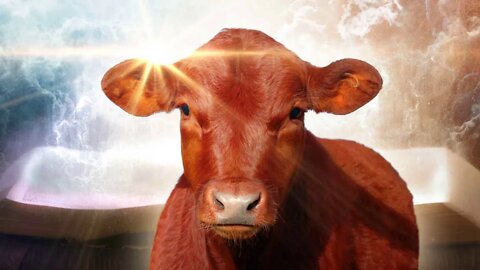 Nothing Can Happen Without Purification. Pray For A Red Heifer.