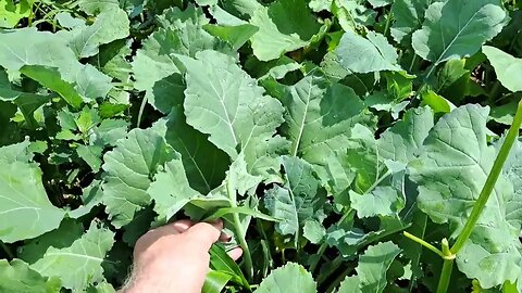 Summer Brassicas showing browse pressure #shorts