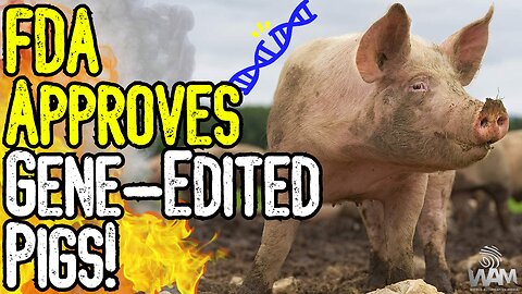 FDA APPROVES GENE-EDITED PIGS! - Your Food Is In Danger!