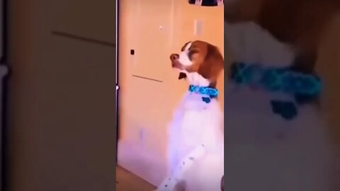 His cute 👑 🥺❤️ please get this viral | #viral | #funnydogs | #trending | #shorts