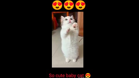 Baby cat dancing video 😍😍😍 #ASMR #rumble #shorts