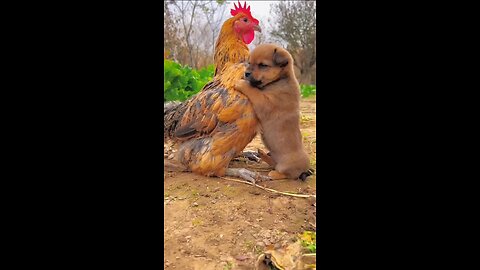 Kinship/little dog and chicken. A lovely second #191 - #shorts