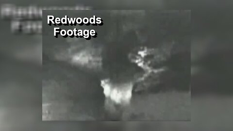 Redwood Footage | The Playboy Footage
