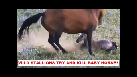Wild Stallions Try To Kill New Baby Horse - This Is Not What I See - Horse Herd Behavior Discussed